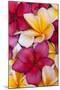 Plumeria tropical flower pattern grouping-Darrell Gulin-Mounted Photographic Print