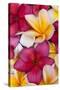 Plumeria tropical flower pattern grouping-Darrell Gulin-Stretched Canvas