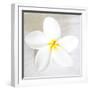 Plumeria tropical flower white on White-Darrell Gulin-Framed Photographic Print