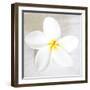 Plumeria tropical flower white on White-Darrell Gulin-Framed Premium Photographic Print