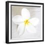 Plumeria tropical flower white on White-Darrell Gulin-Framed Premium Photographic Print