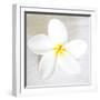 Plumeria tropical flower white on White-Darrell Gulin-Framed Premium Photographic Print