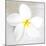 Plumeria tropical flower white on White-Darrell Gulin-Mounted Premium Photographic Print