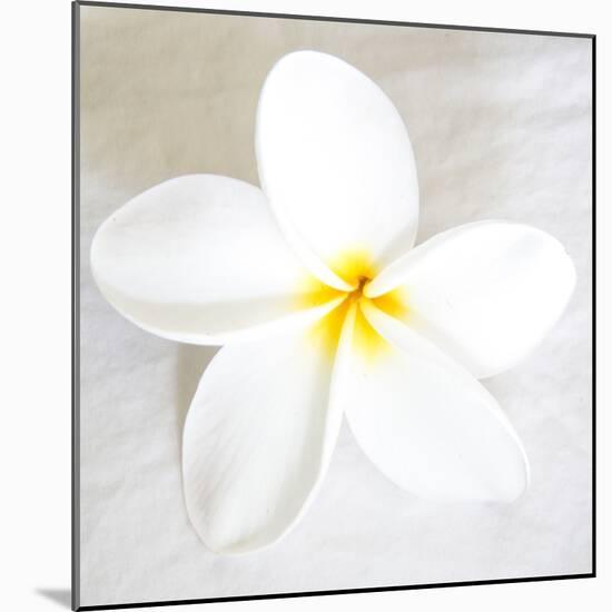 Plumeria tropical flower white on White-Darrell Gulin-Mounted Premium Photographic Print