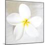 Plumeria tropical flower white on White-Darrell Gulin-Mounted Premium Photographic Print