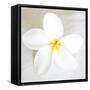 Plumeria tropical flower white on White-Darrell Gulin-Framed Stretched Canvas