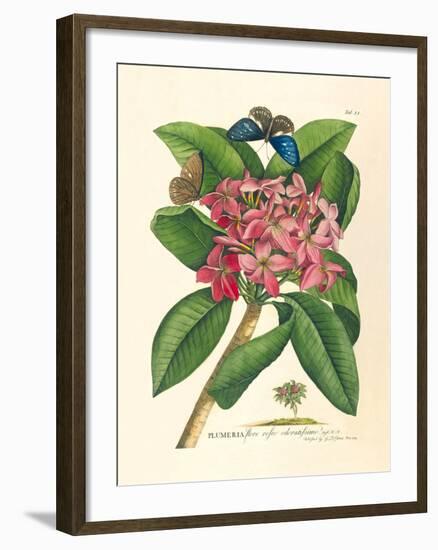 Plumeria-Georg Dionysius Ehret-Framed Premium Giclee Print