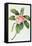 Plumeria-Georg Dionysius Ehret-Framed Stretched Canvas