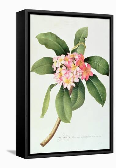 Plumeria-Georg Dionysius Ehret-Framed Stretched Canvas