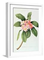 Plumeria-Georg Dionysius Ehret-Framed Giclee Print