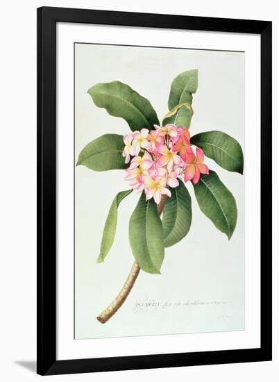 Plumeria-Georg Dionysius Ehret-Framed Giclee Print