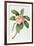 Plumeria-Georg Dionysius Ehret-Framed Giclee Print