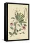 Plumeria-Mark Catesby-Framed Stretched Canvas