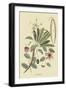 Plumeria-Mark Catesby-Framed Art Print