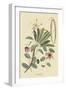 Plumeria-Mark Catesby-Framed Art Print