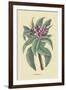 Plumeria-Mark Catesby-Framed Art Print