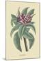 Plumeria-Mark Catesby-Mounted Art Print