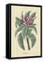 Plumeria-Mark Catesby-Framed Stretched Canvas