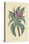 Plumeria-Mark Catesby-Stretched Canvas