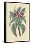 Plumeria-Mark Catesby-Framed Stretched Canvas