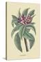 Plumeria-Mark Catesby-Stretched Canvas