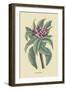 Plumeria-Mark Catesby-Framed Art Print