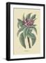 Plumeria-Mark Catesby-Framed Art Print