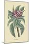 Plumeria-Mark Catesby-Mounted Art Print