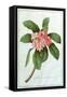 Plumeria-Georg Dionysius Ehret-Framed Stretched Canvas