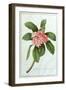 Plumeria-Georg Dionysius Ehret-Framed Giclee Print