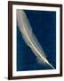 Plumes and Quills 1-Dan Zamudio-Framed Art Print