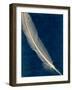 Plumes and Quills 1-Dan Zamudio-Framed Art Print