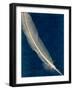 Plumes and Quills 1-Dan Zamudio-Framed Art Print