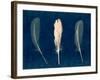 Plumes and Quills 2-Dan Zamudio-Framed Art Print