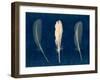 Plumes and Quills 2-Dan Zamudio-Framed Premium Giclee Print