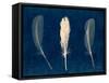 Plumes and Quills 2-Dan Zamudio-Framed Stretched Canvas