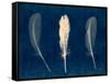 Plumes and Quills 2-Dan Zamudio-Framed Stretched Canvas