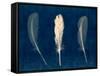 Plumes and Quills 2-Dan Zamudio-Framed Stretched Canvas