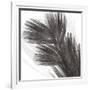 Plumes I, c.2008-Anne Montiel-Framed Premium Giclee Print