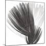 Plumes Ii, 2008-Anne Montiel-Mounted Premium Giclee Print