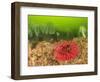 Plumose and Fish Eating Sea Anemones, Foggy Bay, Alaska, Inside Passage-Stuart Westmorland-Framed Photographic Print