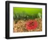 Plumose and Fish Eating Sea Anemones, Foggy Bay, Alaska, Inside Passage-Stuart Westmorland-Framed Photographic Print