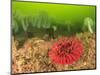 Plumose and Fish Eating Sea Anemones, Foggy Bay, Alaska, Inside Passage-Stuart Westmorland-Mounted Photographic Print