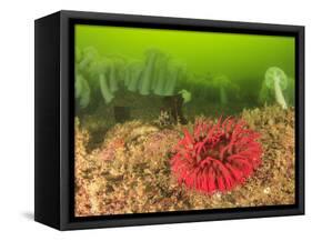 Plumose and Fish Eating Sea Anemones, Foggy Bay, Alaska, Inside Passage-Stuart Westmorland-Framed Stretched Canvas