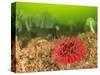 Plumose and Fish Eating Sea Anemones, Foggy Bay, Alaska, Inside Passage-Stuart Westmorland-Stretched Canvas