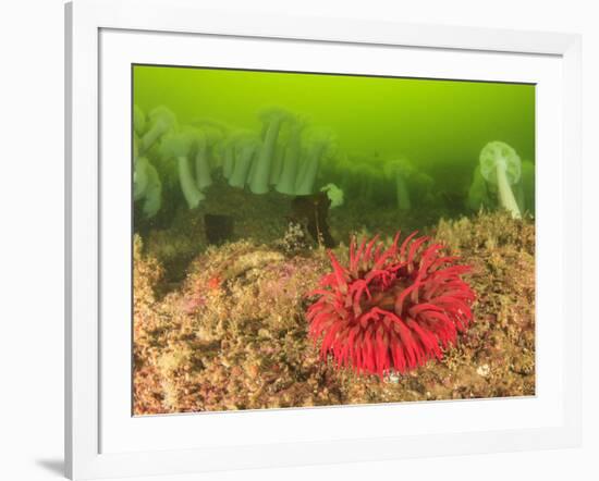 Plumose and Fish Eating Sea Anemones, Foggy Bay, Alaska, Inside Passage-Stuart Westmorland-Framed Photographic Print