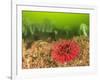 Plumose and Fish Eating Sea Anemones, Foggy Bay, Alaska, Inside Passage-Stuart Westmorland-Framed Photographic Print