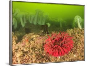 Plumose and Fish Eating Sea Anemones, Foggy Bay, Alaska, Inside Passage-Stuart Westmorland-Framed Photographic Print