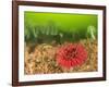 Plumose and Fish Eating Sea Anemones, Foggy Bay, Alaska, Inside Passage-Stuart Westmorland-Framed Photographic Print