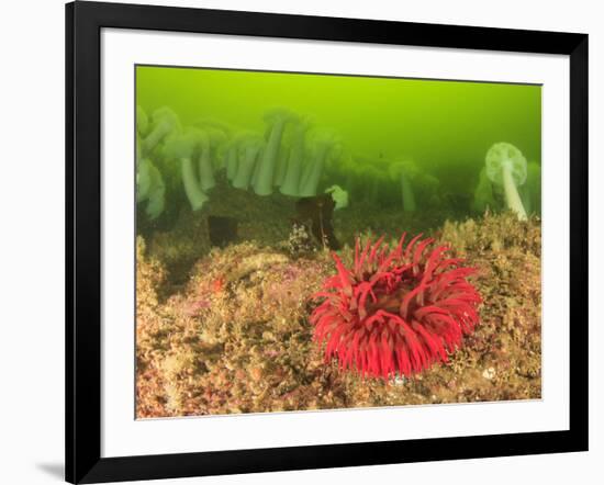 Plumose and Fish Eating Sea Anemones, Foggy Bay, Alaska, Inside Passage-Stuart Westmorland-Framed Photographic Print